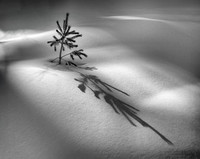 FIRST PLACE - Don Tait-Spring Shadows