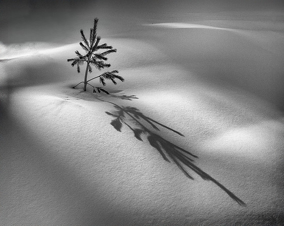 FIRST PLACE - Don Tait-Spring Shadows