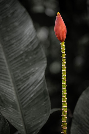 Kerry Dawson-Lone Flower