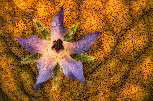 Martin Dollenkamp-Borage