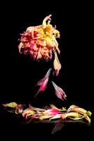 Whispers of the Wilted Dahlia - Marie MacIsaac - 20.5