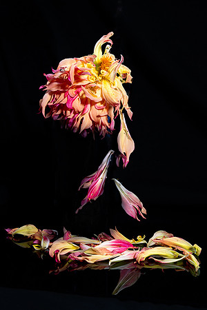 Whispers of the Wilted Dahlia - Marie MacIsaac - 20.5