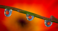 Natures Tiny Looking Glass-Wink Richardson  32