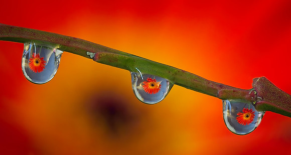 Natures Tiny Looking Glass-Wink Richardson  32