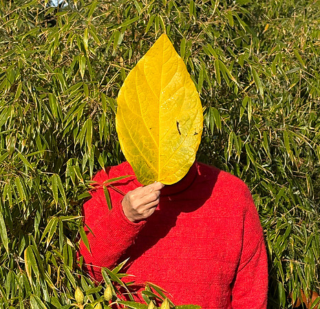 Roxane Lacroix-This Is Not a Leaf