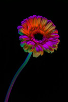 Iridescence - Fernanda Gimenez - 23.5