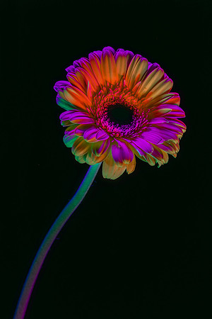 Iridescence - Fernanda Gimenez - 23.5