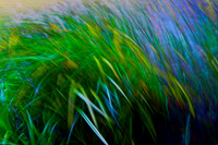 Bruce Johnstone-Windblown Water Reeds