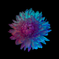 Fernanda Gimenez-Suspended Iridescence