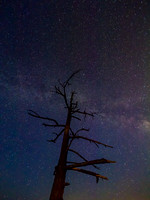 Cindy Powell-Kin Beach Iconic Tree