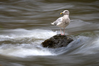 George Bowron-Gull in the River