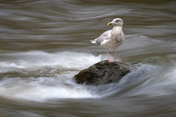 George Bowron-Gull in the River