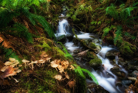 Martin Dollenkamp-Streamlet