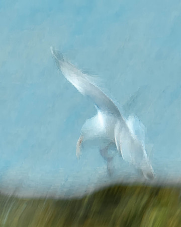 THIRD PLACE - Neal Erickson-Gull Study