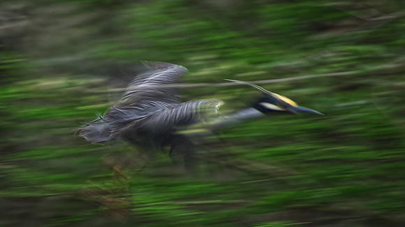 Norman Mathew-Yellow Crowned Night Heron