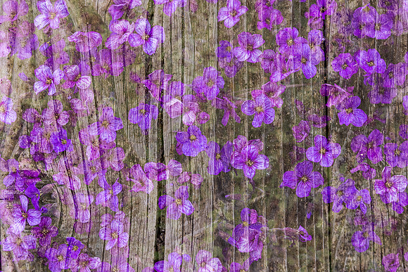 Iris Schurz-1