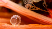 Herring Egg on Mars