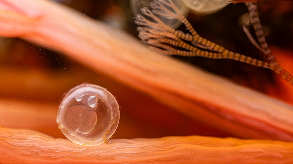 Herring Egg on Mars