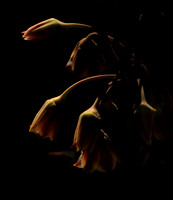 Last Light