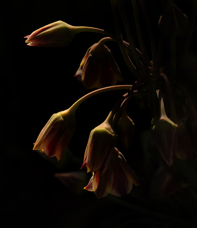 Last Light