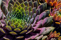 I Don't Succulent