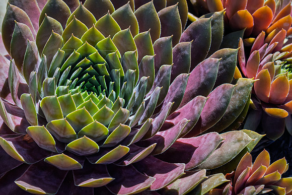 I Don't Succulent