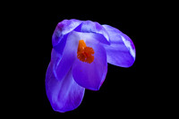 Sign of Spring