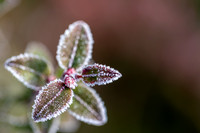 Frost