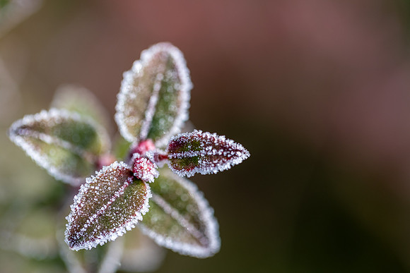 Frost