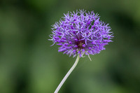 Nature's Pom Pom