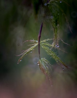 Emerging