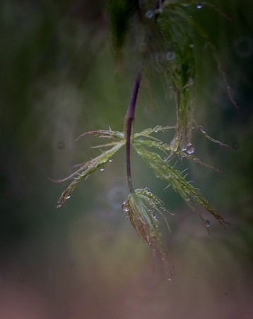 Emerging