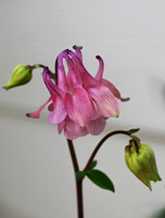 Columbine