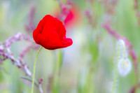 Poppy Time