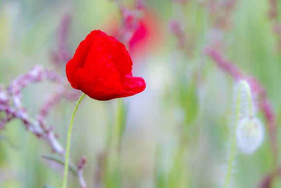 Poppy Time