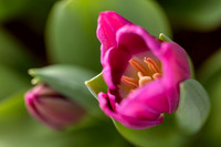 Tulip