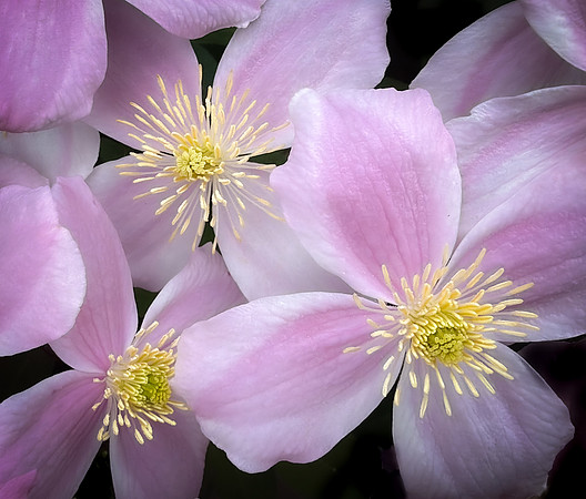 Colours of Spring