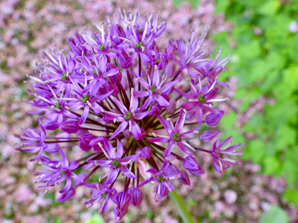 Blooming Allium