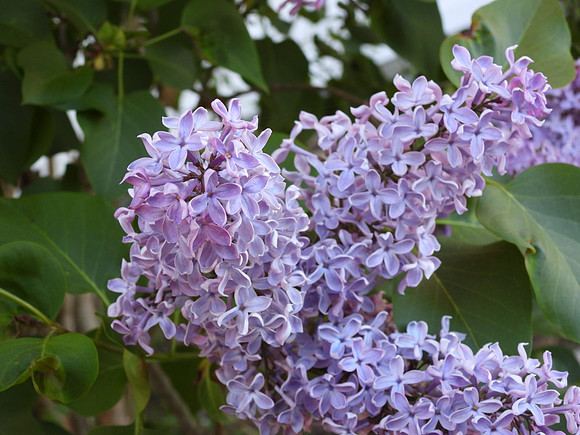 Lilac Love