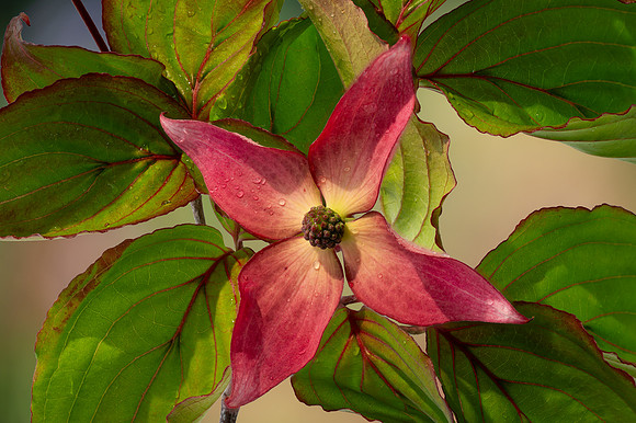 Dogwood Glory