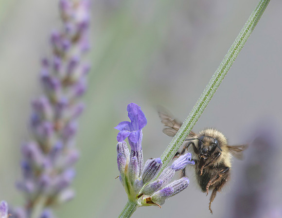 Nectar Promise