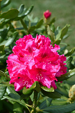Rhodo
