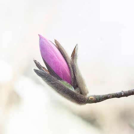 Emergence