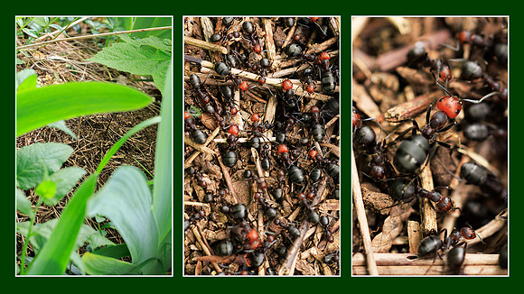 Natures Tiny Army