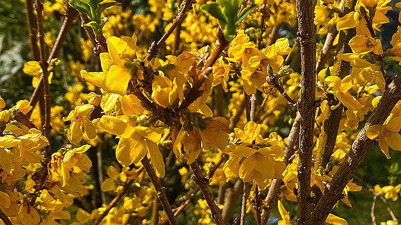 Mellow Yellow