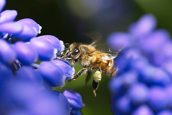 Bee Wares