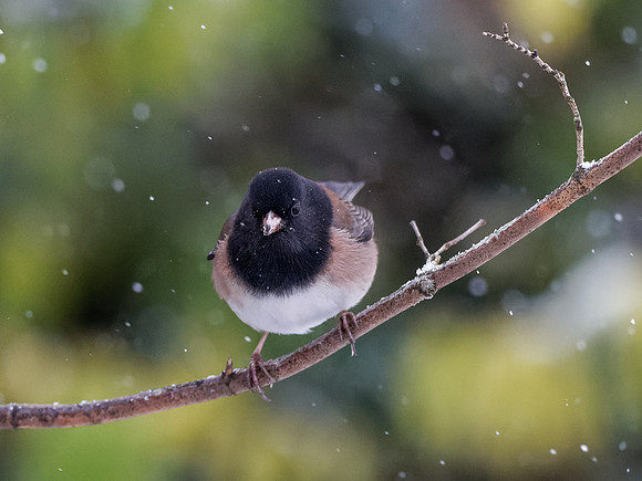 Snowy Cold Junco-Cindy Powell