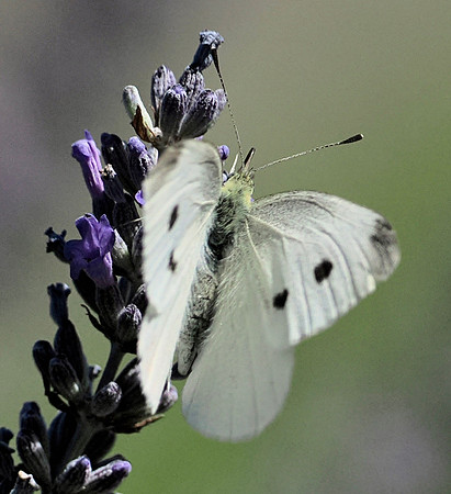 White Butterfly