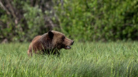 Grizzly in Grass