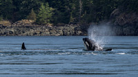 A Whale's Tale